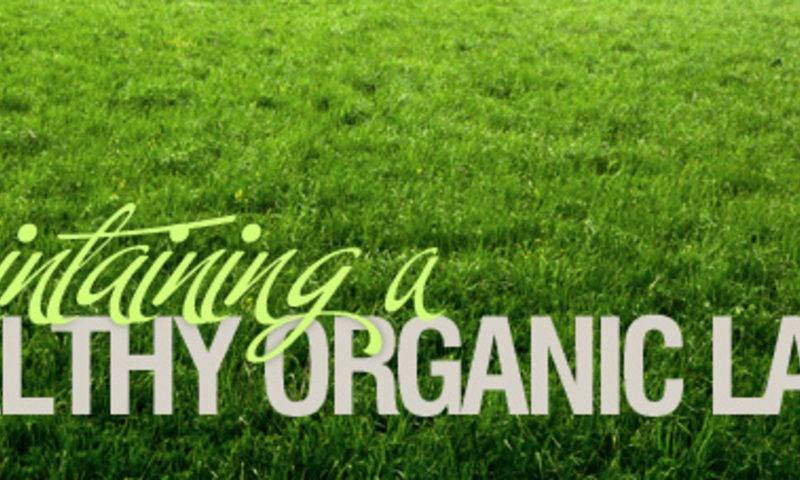 Maintaining a Healthy Organic Lawn