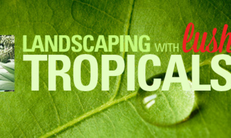 Landscaping with Lush Tropicals
