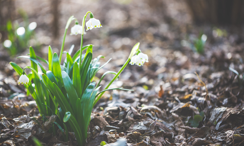 Spring blooms brighten winter's departure