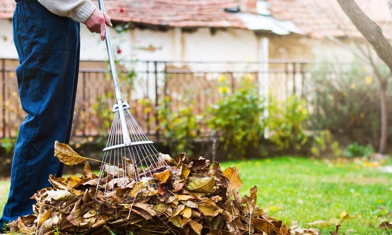 Man raking leaves in yard