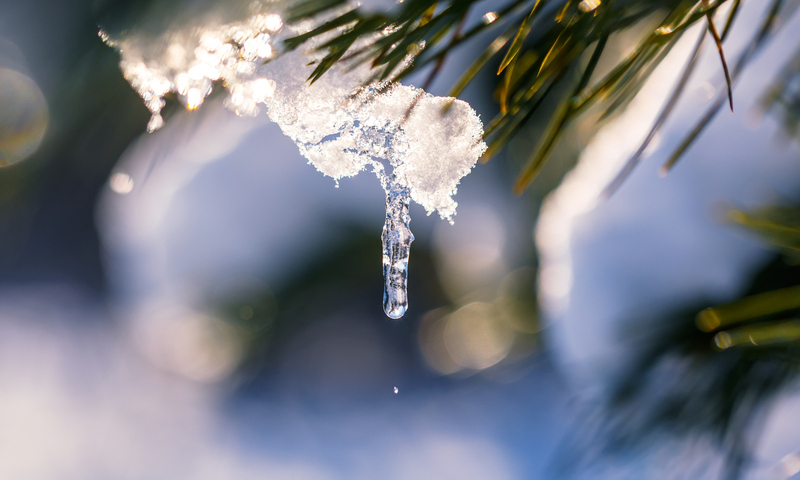 Close-up of melting snow on tree leaves