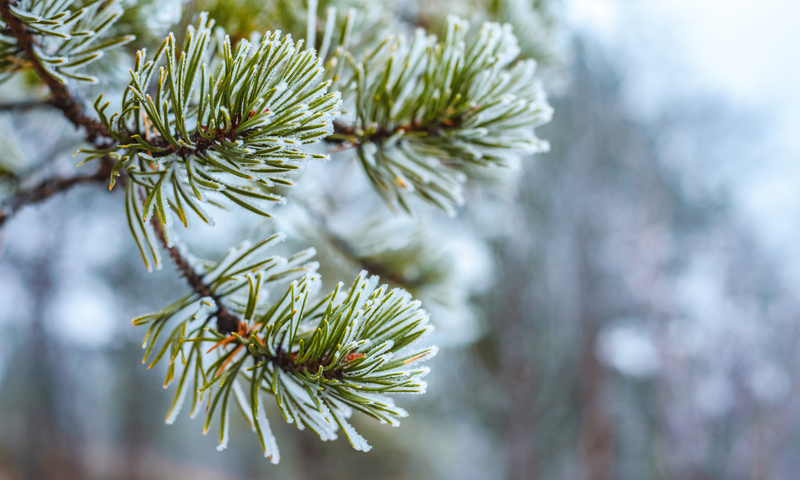 Pine green branches in hoarfrost late fall