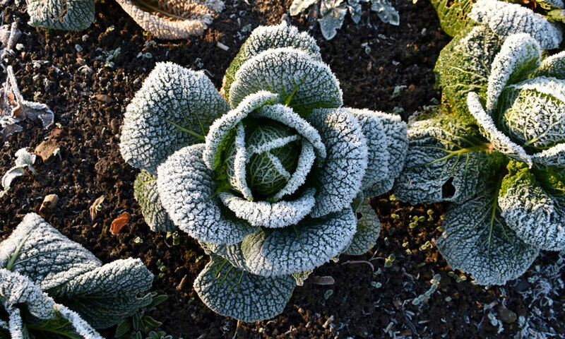 Close up of cabbage plant covered in frost