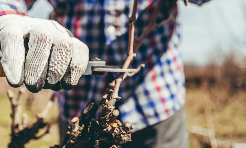 Gardner pruning fruit trees in yard