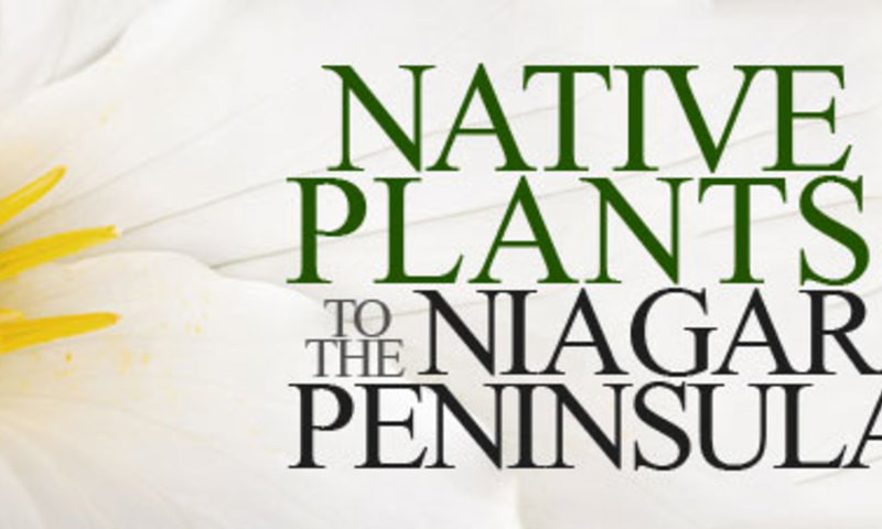 Native Plants to the Niagara Peninsula