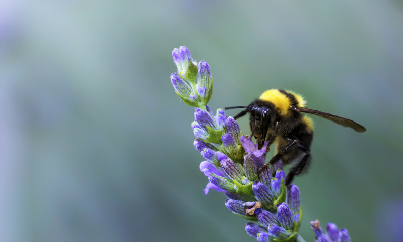 Bee on lavender plant