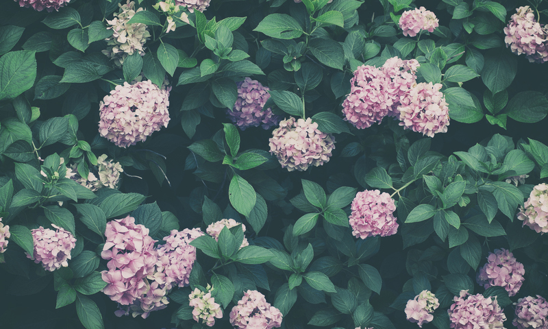 Green Floral Wall