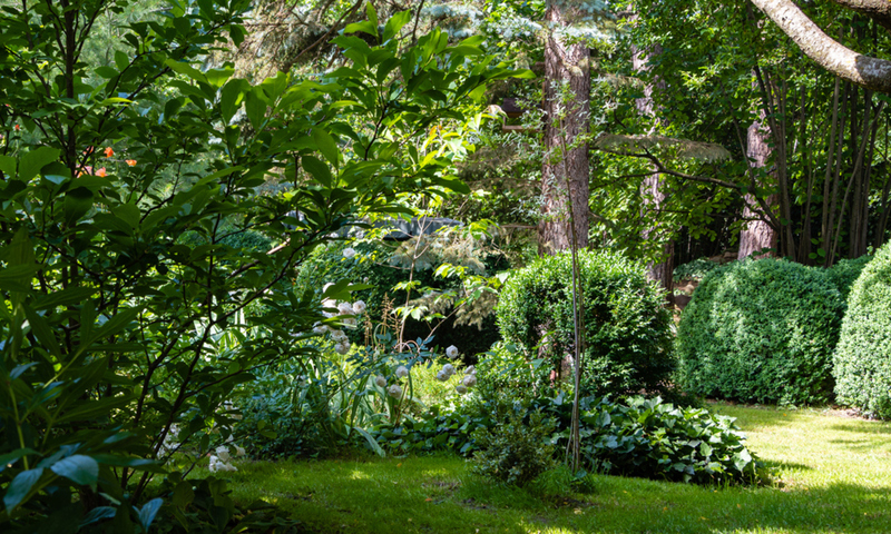 Lush Greenery Boxwoods