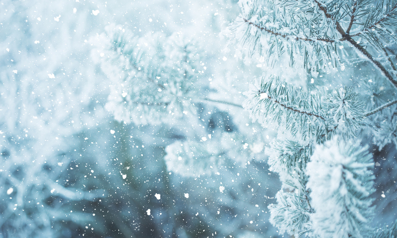 Winter scene with frosted pine branches.