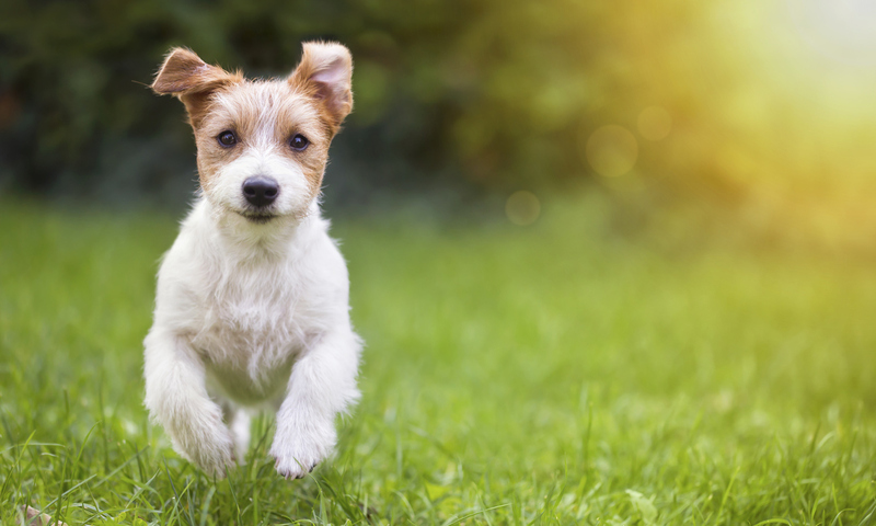 Dog Running in Backyard