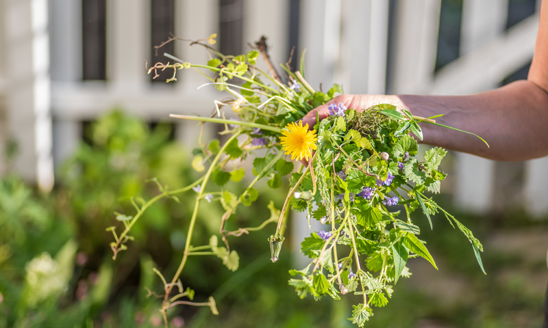 Person Removing Weeds