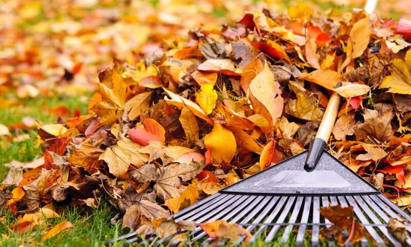 Rake with Autumn Leaves on Yard