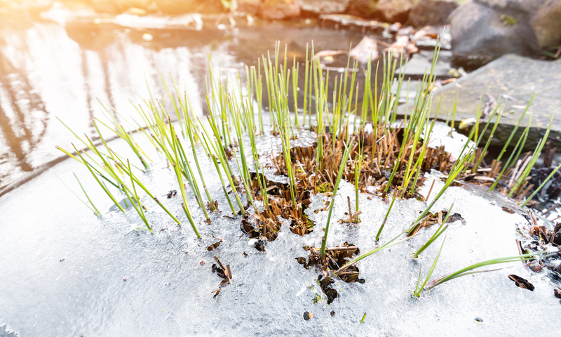 Frost on Grass by a Pond