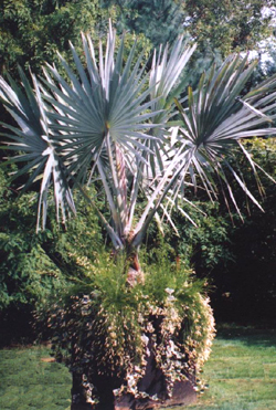 Long Island Garden Palm