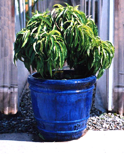 Dwarf Peach Tree In A Container